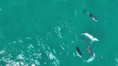 Pod-of-Dolphins-Mating-RARE-Drone-Video-of-Dolphins-Reproducing-and-Mating,-close-up-top-down-drone-shot
