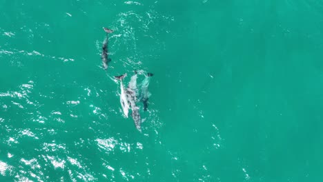 Pod-of-Dolphins-Mating-RARE-Drone-Footage-of-Dolphins-Reproducing-and-Mating,-close-up-top-down-drone-shot