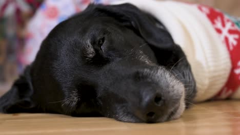 Eine-Nahaufnahme-Eines-Verschlafenen-Schwarzen-älteren-Labrador-Hundes,-Der-Einen-Weihnachtlichen-Pullover-Trägt,-Während-Er-Auf-Dem-Boden-Liegt