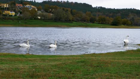 Beautiful-white-swans-swimming-and-floating-in-the-Cachamuiña-reservoir-on-a-cloudy-and-cold-day
