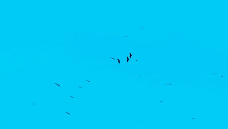 Flock-of-migratory-birds-fly-in-circles-against-blue-sky
