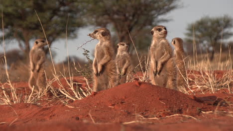 Suricate-meerkats-basking-in-the-sun-in-the-early-morning-while-surveying-their-surroundings-for-danger