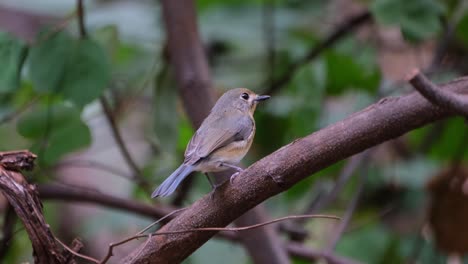 Seen-from-its-back-and-side-wagging-and-moving-its-head-observing-the-surroundings,-Indochinese-Blue-Flycatcher-Cyornis-sumatrensis-Female,-Thailand