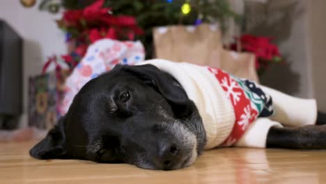 A-tired-black-senior-labrador-dog-wearing-a-Christmas-themed-sweater-as-it-lies-on-the-ground-next-to-a-decorated-Christmas-tree-and-gifts