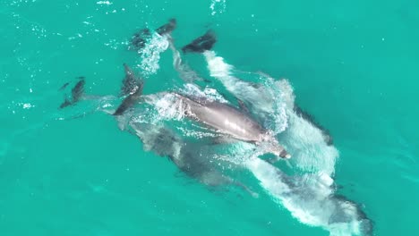 Pod-of-Dolphins-Mating-RARE-Drone-Footage-of-Dolphins-Reproducing-and-Mating,-telescopic-zoom-drone-shot