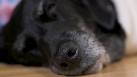 A-close-up-view-of-a-black-senior-labrador-dog-wearing-a-Christmas-themed-sweater-sleeping-on-the-floor