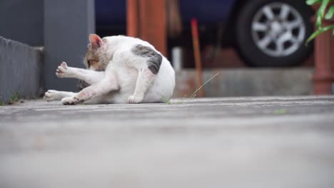Katze-Legt-Sich-Draußen-Hin-Und-Leckt-Den-Körper