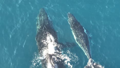 Wale-Schwimmen-Auf-Der-Oberfläche-Des-Blauen-Ozeans-In-North-Stradbroke-Island,-Von-Oben-Nach-Unten-Gezoomte-Luftdrohnenaufnahme-Von-Mutter-Und-Kalbwal-4k-Qld,-Australien