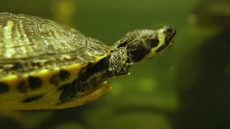 Green-tortoise-swimming-underwater,-striped-chinese-turtle