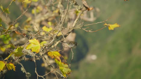 Kleiner-Sperlingsvogel,-Der-Auf-Einem-Ast-Thront,-Mit-Grünem-Tal-Im-Hintergrund