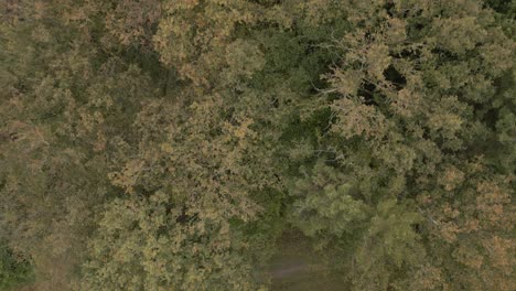 Aerial-top-down-shot-flying-above-the-autumn-woods