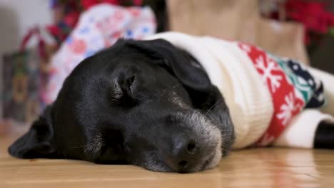 A-close-up-view-of-a-tired-black-senior-labrador-dog-wearing-a-Christmas-themed-sweater-as-it-lies-on-the-ground