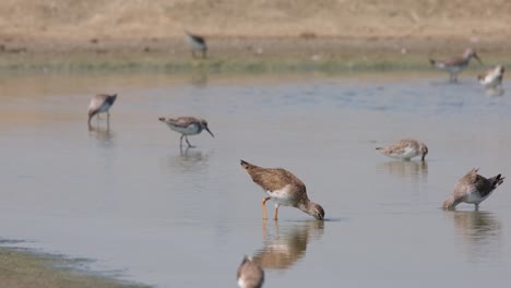 Moving-forward-as-it-forages-for-its-food-going-to-the-right,-Spotted-Redshank-Tringa-erythropus,-Thailand