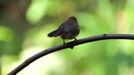 Wagging-its-tail-following-a-potential-prey-as-it-is-perched-on-a-branch,-Malaysian-Pied-Fantail-Rhipidura-javanica,-Thailand