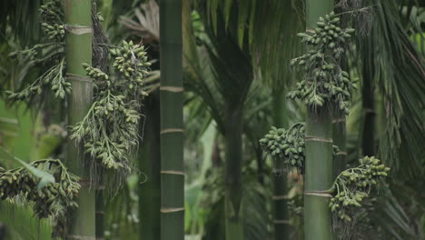 Raw-areca-nuts-hanging-on-tree.-Zoom-in