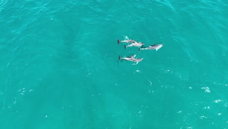 Pod-of-Dolphins-Mating-RARE-Drone-shot-of-Dolphins-Reproducing-and-Mating,-top-down-high-angle-drone-shot