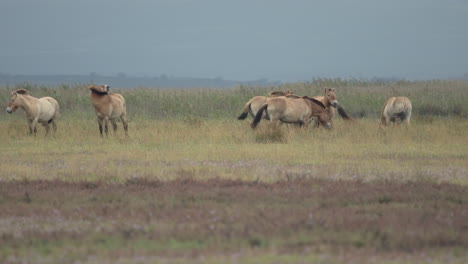 Przewalski-horses-grazing-in-the-plains.