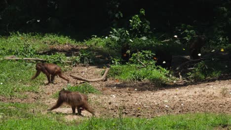 Dos-Individuos-Moviéndose-Hacia-La-Izquierda-A-Través-De-Mariposas-Y-Otros-Bajo-La-Sombra,-Macaco-De-Cola-Muñón-Macaca-Arctoides,-Tailandia