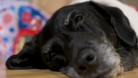 Eine-Nahaufnahme-Eines-Verschlafenen-Schwarzen-älteren-Labrador-Hundes,-Der-Einen-Weihnachtlichen-Pullover-Trägt,-Während-Er-Neben-Dekorierten-Weihnachtsgeschenken-Auf-Dem-Boden-Liegt