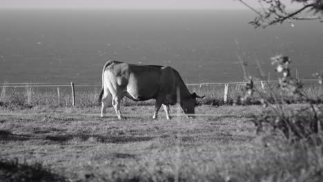 One-cow-on-a-coastal-field-in-Black-and-white