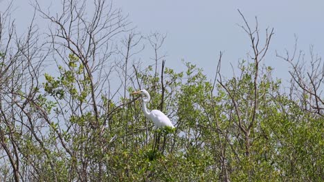 Facing-to-the-left-while-on-branches-of-mangrove-trees-as-the-camera-zooms-out,-Great-Egret-Ardea-alba,-Thailand