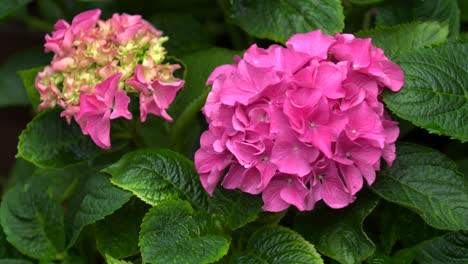 Focus-pull-of-hydrangea-pink-flower-with-green-leafs