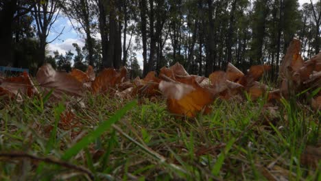 Ground-level-view-of-fallen-autumn-leaves-moved-by-the-breeze