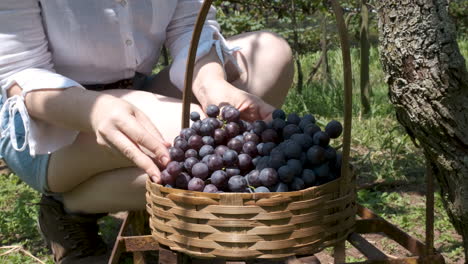 Woman-harvesting-Red-Grapes-Directly-from-the-vines,-Close-up-shot