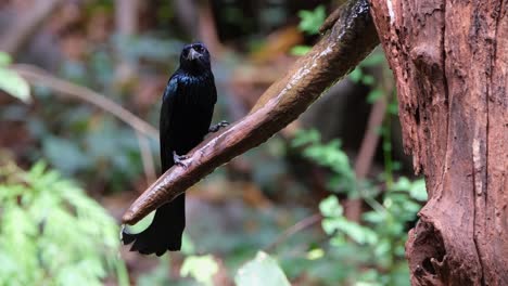 Camera-zooms-out-revealing-this-black-bird-drinking-some-fresh-water-dripping-from-a-branch,-Hair-crested-Drongo-Dicrurus-hottentottus,-Thailand