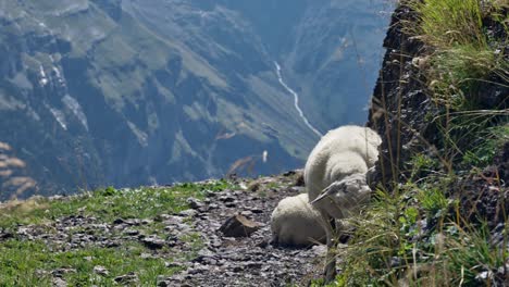 The-cinematic-view-is-presented-by-a-truly-natural-scene-in-a-picturesque-mountain-valley,-where-a-sheep-is-seen-grazing-on-grass-and-creating-a-breathtaking-sight