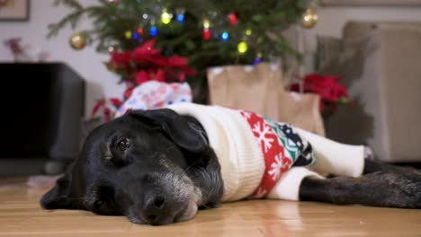 A-sleepy-black-senior-labrador-dog-wearing-a-Christmas-themed-sweater-as-it-lies-on-the-ground-next-to-a-decorated-Christmas-tree-and-gifts