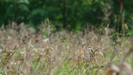 Camera-zooms-out-as-this-Shrike-looks-around-for-its-prey-at-a-grassland,-Brown-Shrike-Lanius-cristatus,-Thailand
