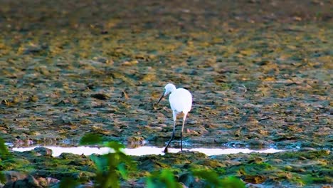 The-little-egret-walking-alone-in-swamp,-asia,-bangladesh