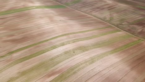 Rainfed-wheat-farm-traditional-dry-cultivation-rye-barley-agriculture-fresh-organic-harvest-in-Iran-hill-aerial-shot-in-summer-season-craft-beer-factory-smooth-texture-pattern-in-land-local-farmer