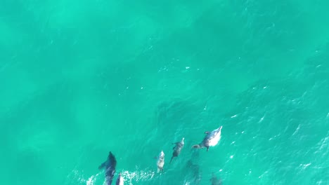 Eine-Gruppe-Delfine-Schwimmt-In-Großen-Gruppen-Durch-Das-Blaue-Wasser-Der-Nördlichen-Stradbroke-Insel