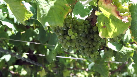 Close-Up-of-Dewy-Green-Grapes-on-Vine-in-Verdant-Vineyard