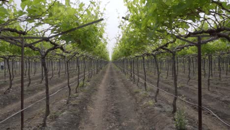 Rows-of-grapes-plantation-at-grape-farm