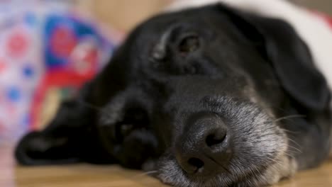 A-narrow-focus-view-of-a-black-senior-labrador-breed-dog-nose-while-laying-on-the-ground