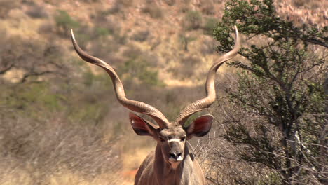 Close-up-shot-of-a-beautiful-male-kudu,-spiral-horned-antelope,-standing-and-staring-at-the-camera-on-a-dirt-road-in-the-dry,-hot,-arid-Kalahari
