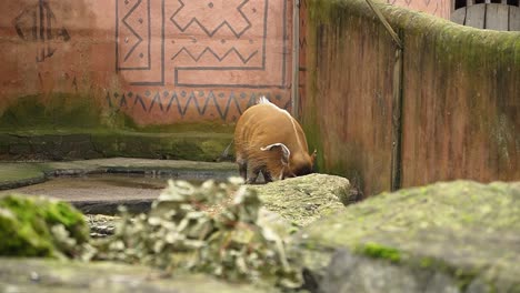 Braunes-Warzenschwein-Im-Tierpark,-Das-In-Zeitlupe-Durch-Den-Lebensraum-Läuft