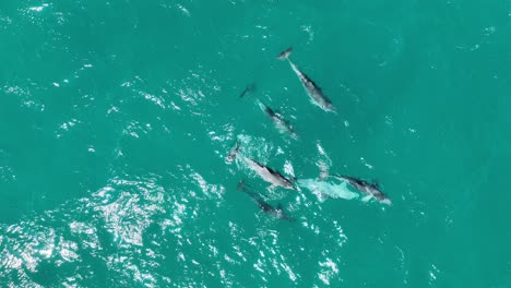 Pod-of-Dolphins-Mating-RARE-Drone-shot-of-Dolphins-Reproducing-and-Mating,-close-up-top-down-drone-shot