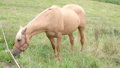 Palomino-horse-grazing-feeding-on-grass-in-a-green-pasture-with-fence