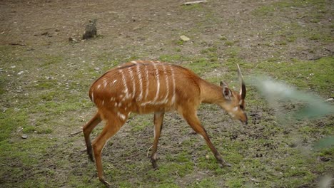 Afrikanische-Sumpfantilope-Läuft-Durch-Gras-Im-Tierpark