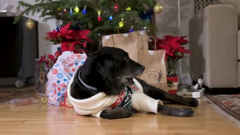 A-black-senior-labrador-dog-wearing-a-Christmas-themed-sweater-lies-on-the-ground-in-front-of-a-decorated-Christmas-tree-and-gifts