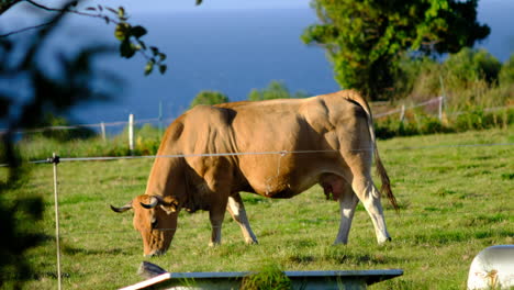Cow-Grazing-in-Pasture-with-Ocean-View-on-Horizon