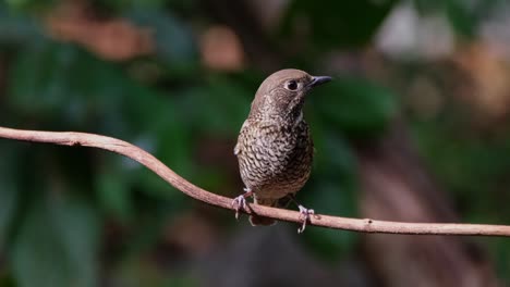 Camera-zooms-out-as-this-bird-is-looking-to-the-right,-White-throated-Rock-Thrush-Monticola-gularis,-Thailand