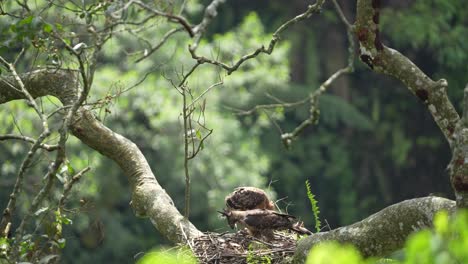 Wild-Baby-javan-hawk-eagle-with-mother-in-a-nest-in-a-tall-tree