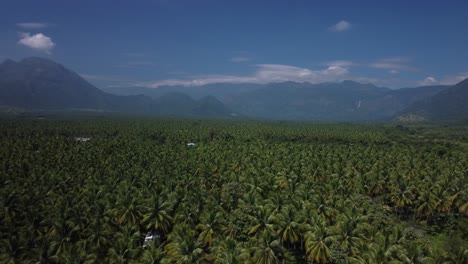Panoramic-aerial-view-of-large-fields-of-coconut-cultivation-in-the-hills-of-western-ghats,-Southern-India