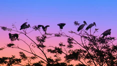 Asiatischer-Openbill-Storch,-Zugvögel-Bei-Sonnenuntergang
