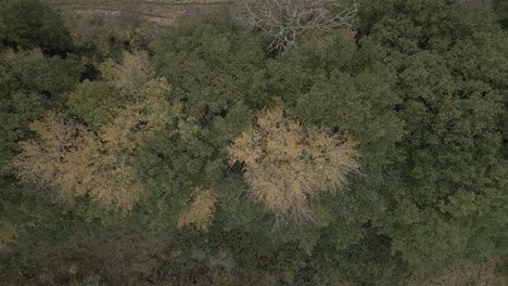 Aerial-top-down-shot-flying-though-the-autumnal-woods